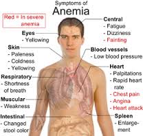 obat herbal anemia